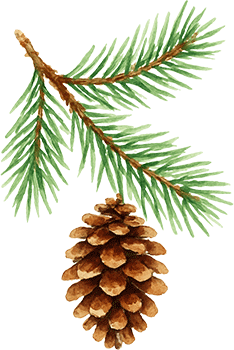 Tannenzweig